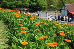 5月5日 布引ハーブ園 34