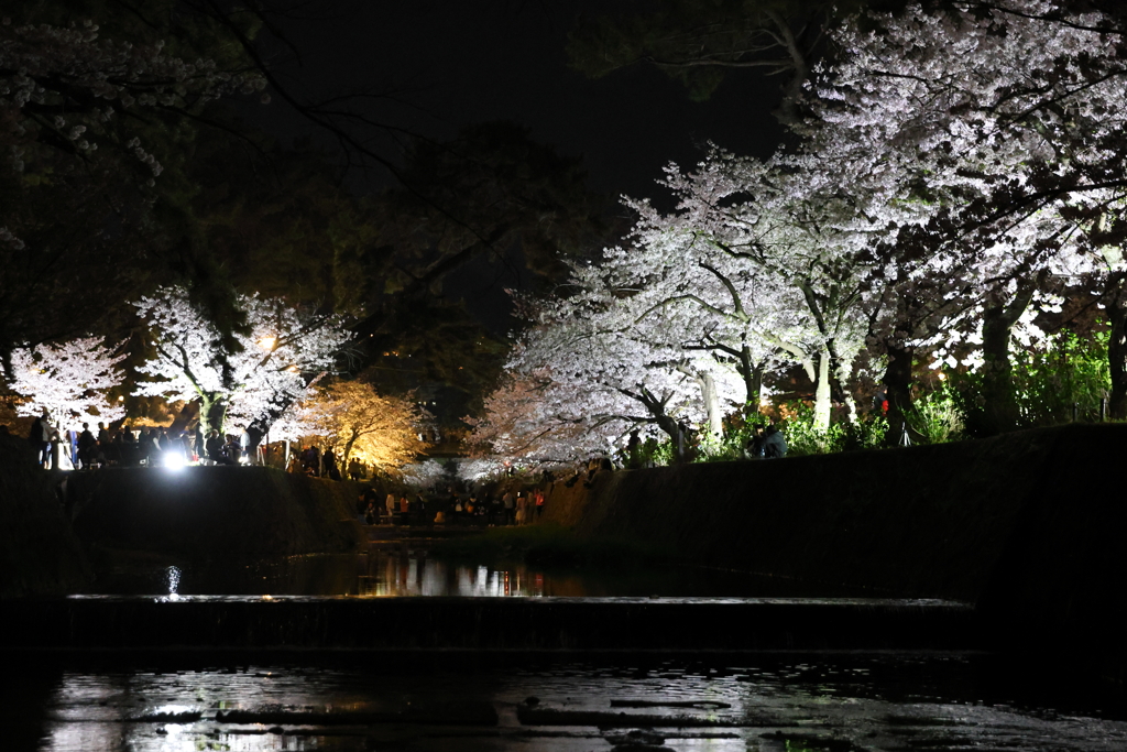 4月6日 夙川河川敷緑地 11