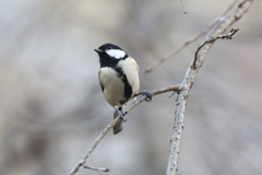 12月11日 明石公園 12
