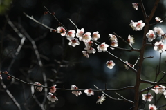 2月13日 岡本梅林公園 ８
