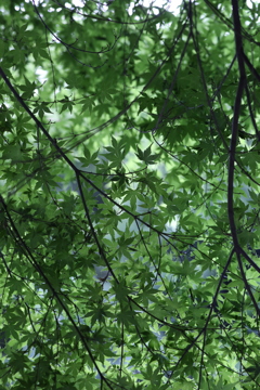 5月5日 布引の滝 11