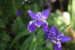 4月25日 散歩 32