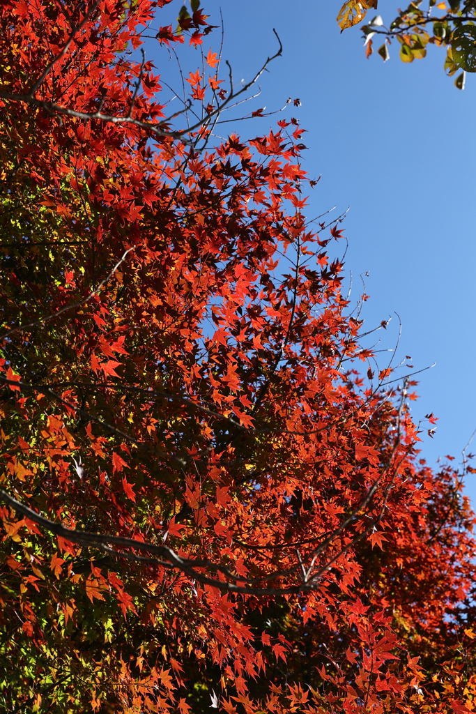 11月14日 布引ハーブ園 ８