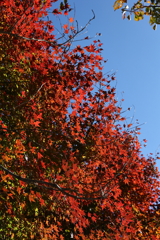 11月14日 布引ハーブ園 ８