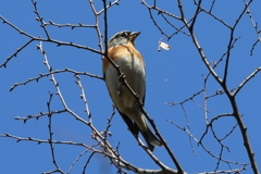 3月10日 大阪城公園 ６