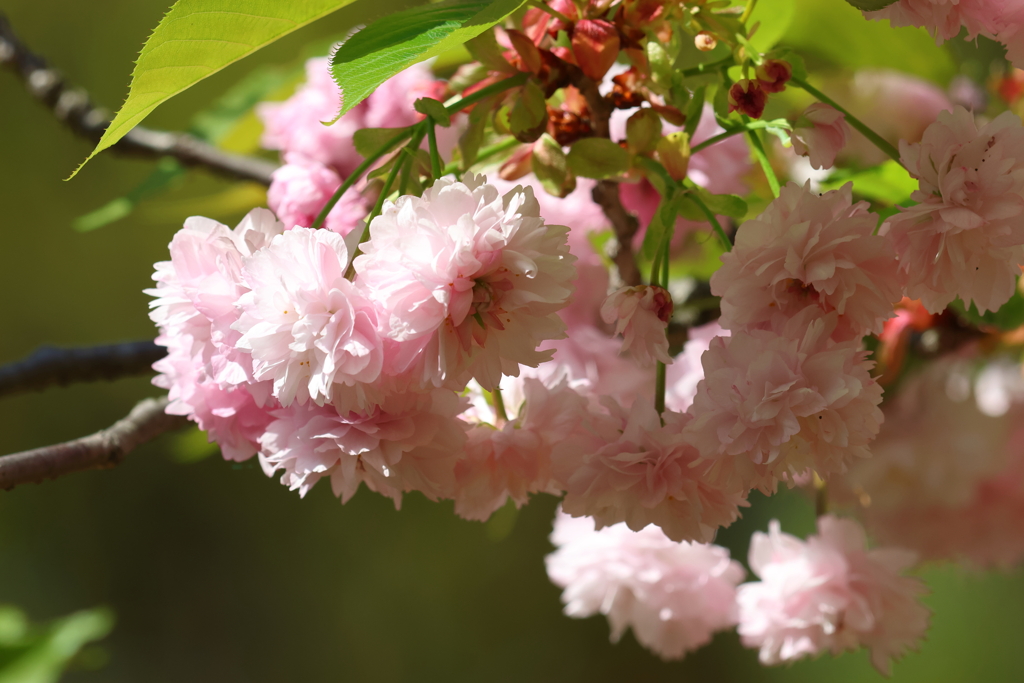 4月14日 大阪城公園 ３