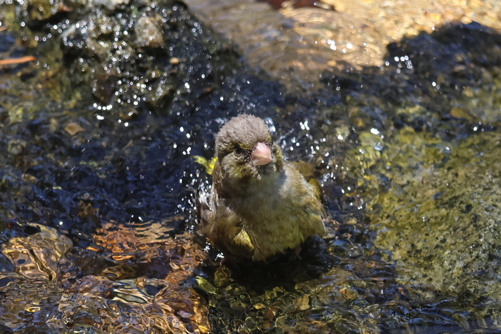 7月7日 夙川河川敷緑地 12