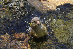 7月7日 夙川河川敷緑地 12
