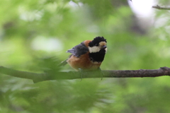 5月15日 相楽園 16