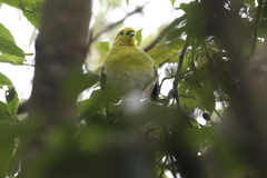 12月4日 明石公園 12
