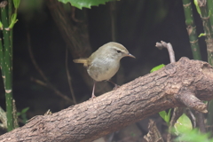 4月7日 大阪城公園 17