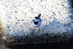 12月30日 夙川河川敷公園 １