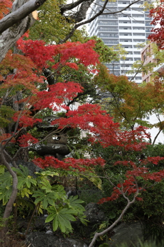 11月11日 相楽園 12 11月11日 相楽園 12