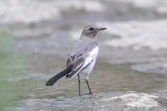 5月22日 夙川河川敷公園 ２