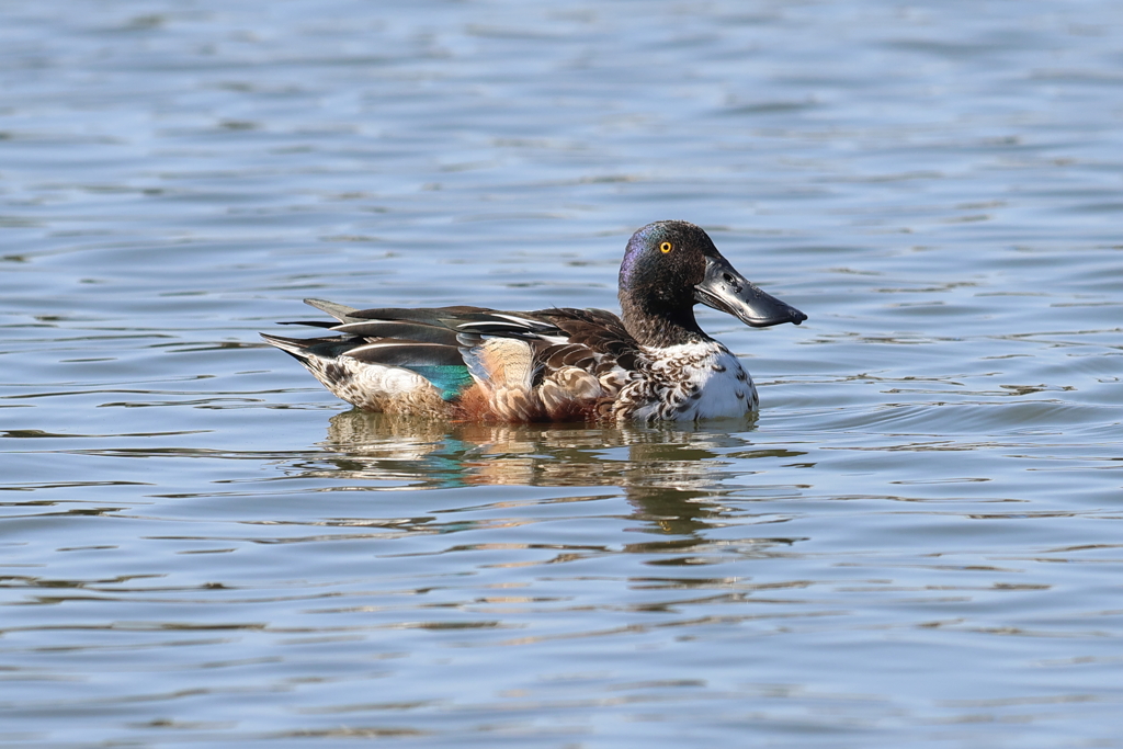 2月12日 明石公園 ９