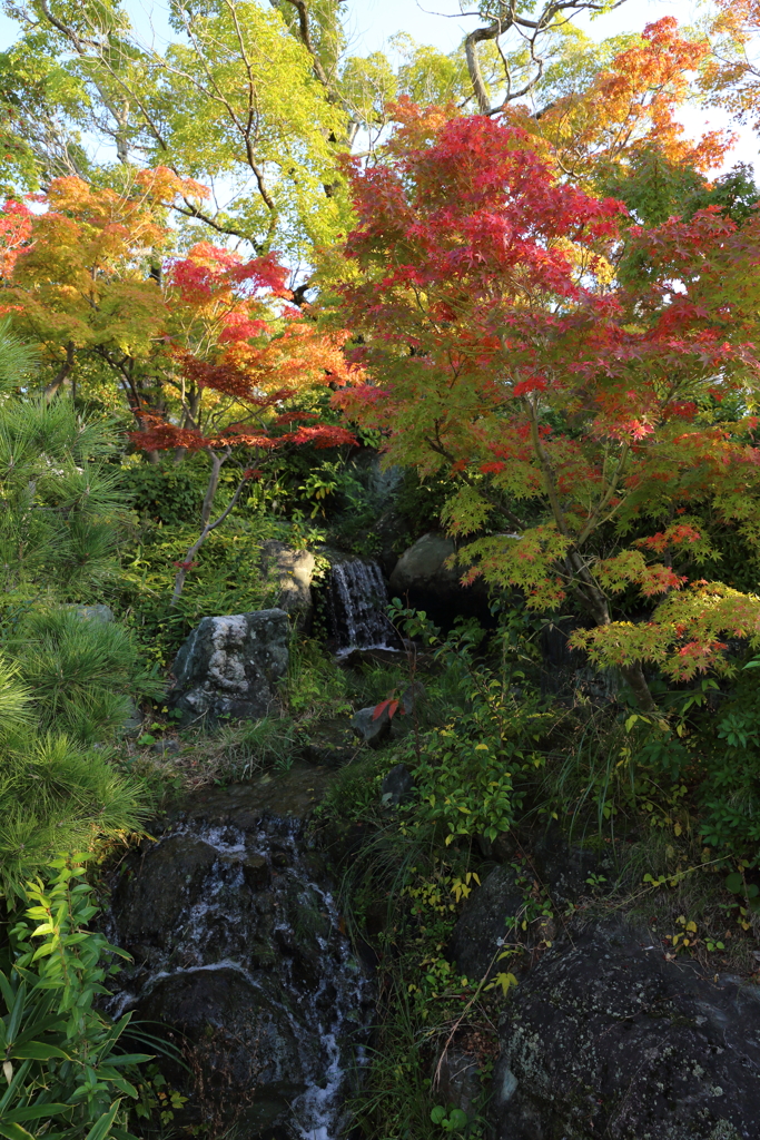 11月16日 相楽園 29