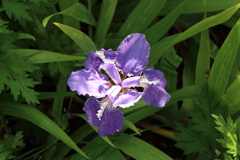 4月29日 散歩 ９