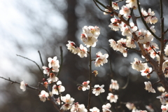 2月13日 岡本梅林公園 ３