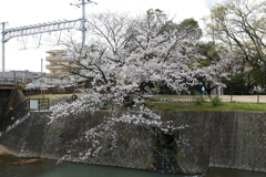 4月2日 夙川 ６