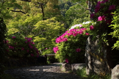 4月24日 相楽園 15