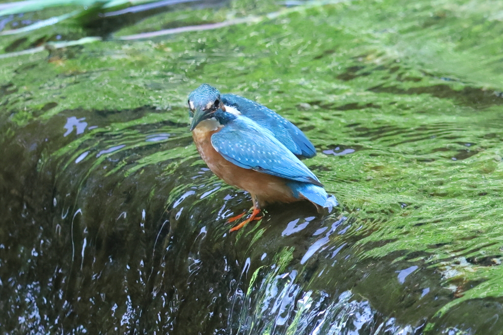 7月21日 夙川河川敷緑地 14