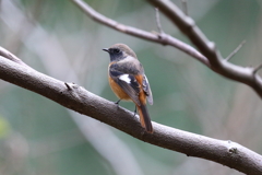 12月4日 明石公園 ８