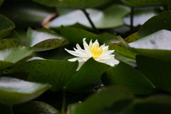 6月6日 須磨離宮公園 60