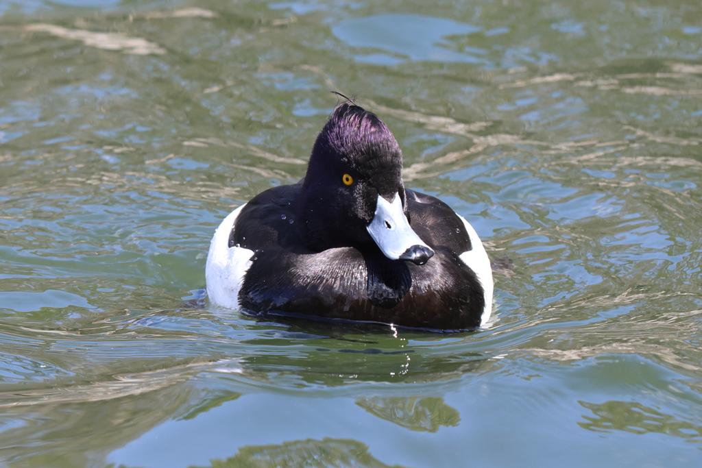 3月10日 大阪城公園 21