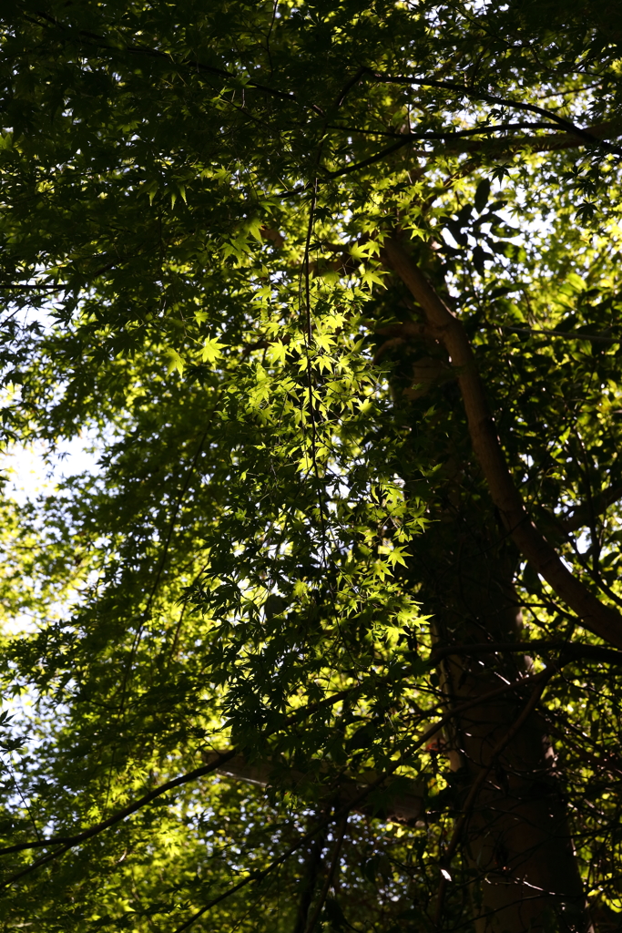 9月21日 布引の滝 ４