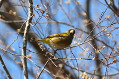 2月20日 明石公園 11