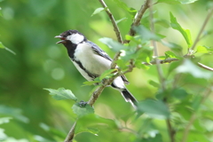 8月4日 夙川河川敷公園 ９