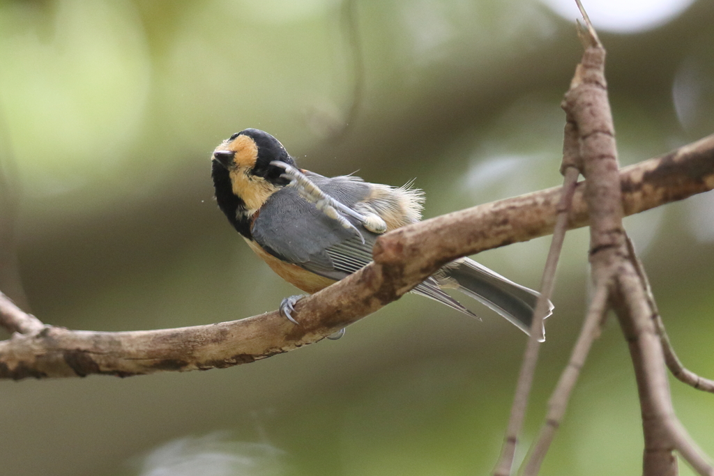 8月12日 明石公園 ４