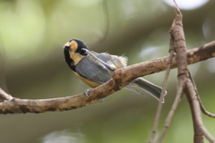 8月12日 明石公園 ４