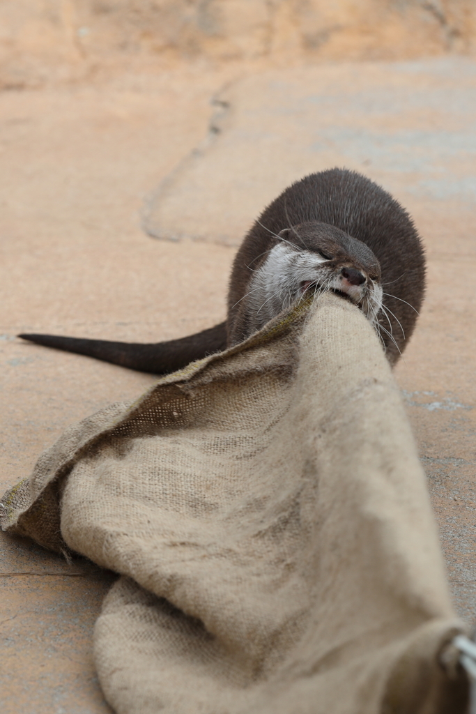 3月26日 王子動物園 29