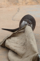 3月26日 王子動物園 29