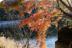 12月2日 布引の滝 1 12月2日 布引の滝 1
