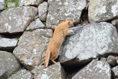 石垣登攀中のネコ