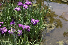 6月6日 須磨離宮公園 32