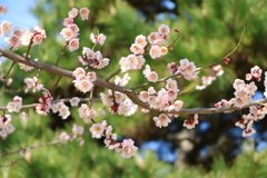 3月5日 明石公園 ２