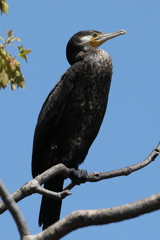 4月11日 明石公園 15
