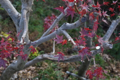 12月15日 布引の滝 １