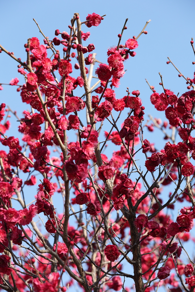 2月13日 岡本梅林公園 ４