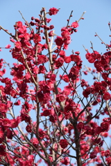 2月13日 岡本梅林公園 ４