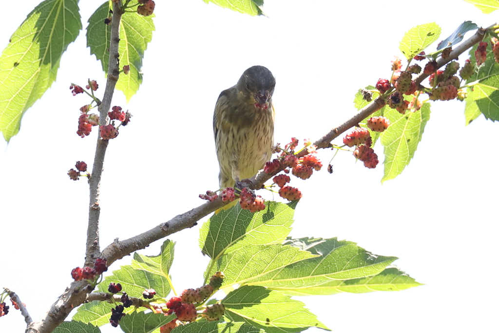 5月30日 明石公園 １