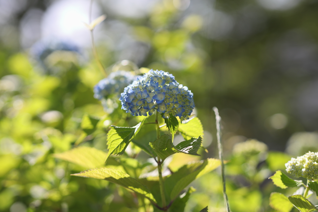 ５月23日 相楽園 57