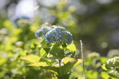 ５月23日 相楽園 57