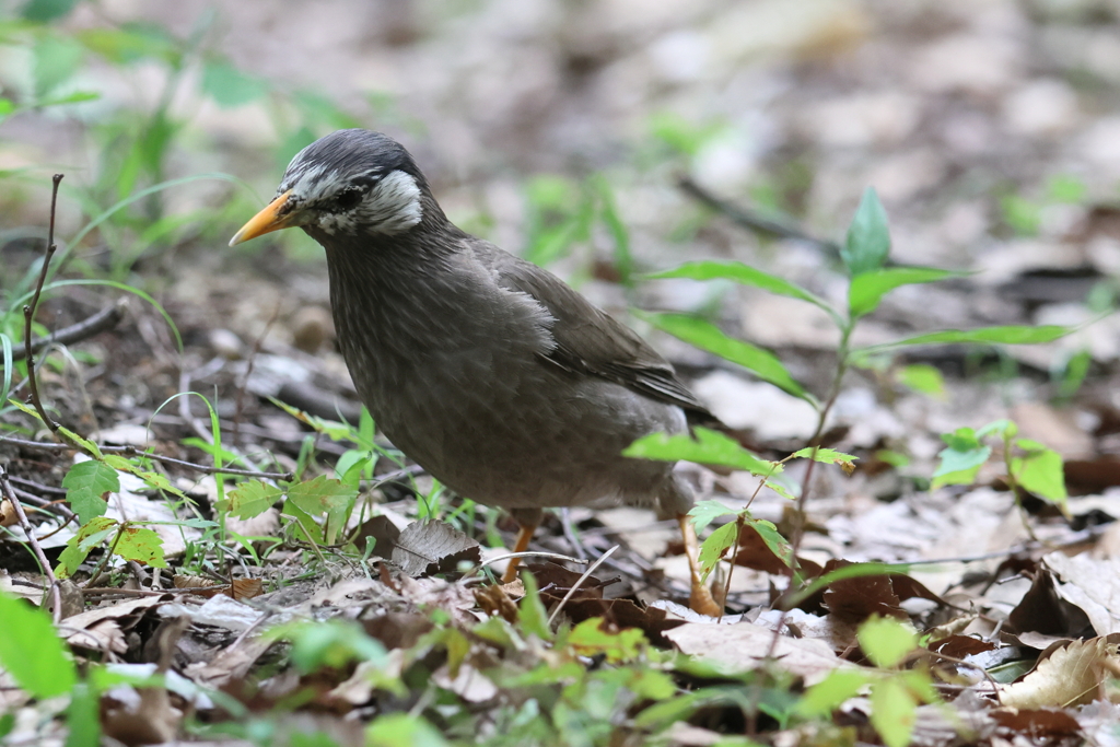 5月19日 大阪城公園 ６