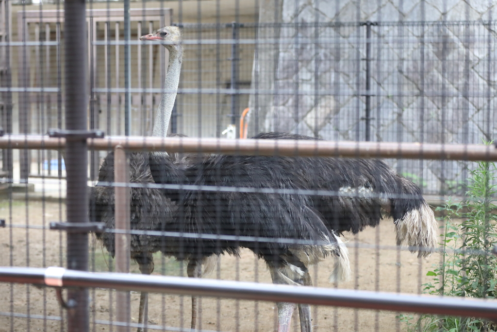 6月16日 王子動物園 32