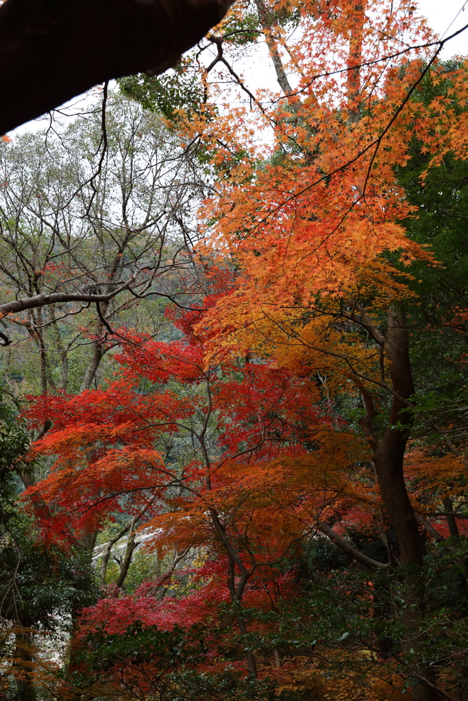 12月7日 布引の滝 14