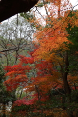 12月7日 布引の滝 14